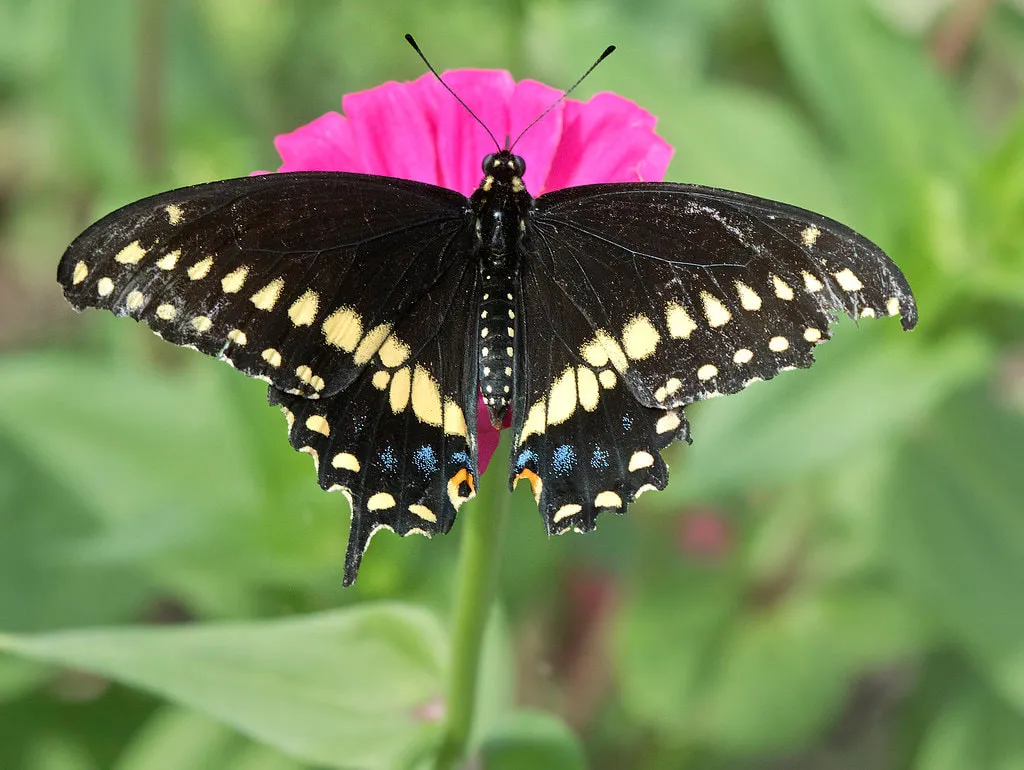 how to identify a butterfly easy tips for beginners and backyard gardeners (7)