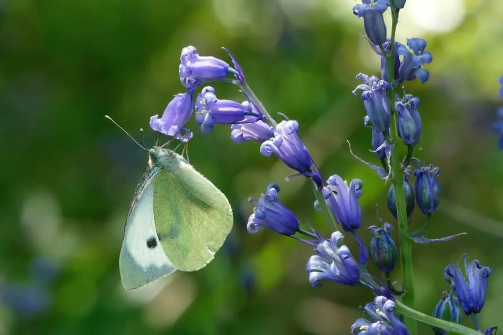 large white