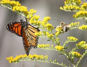 monarch butterflies