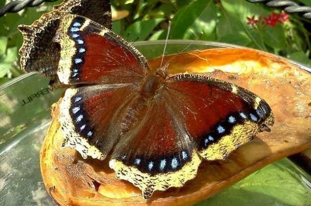 mourning cloak mourning cloak