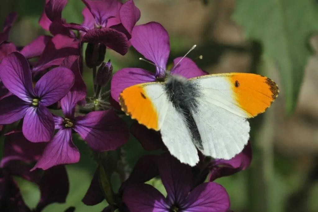 orange tip
