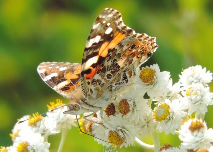 painted lady painted lady