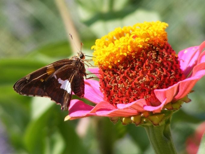 silver spotted skipper on a zinnia silver spotted skipper on a zinnia