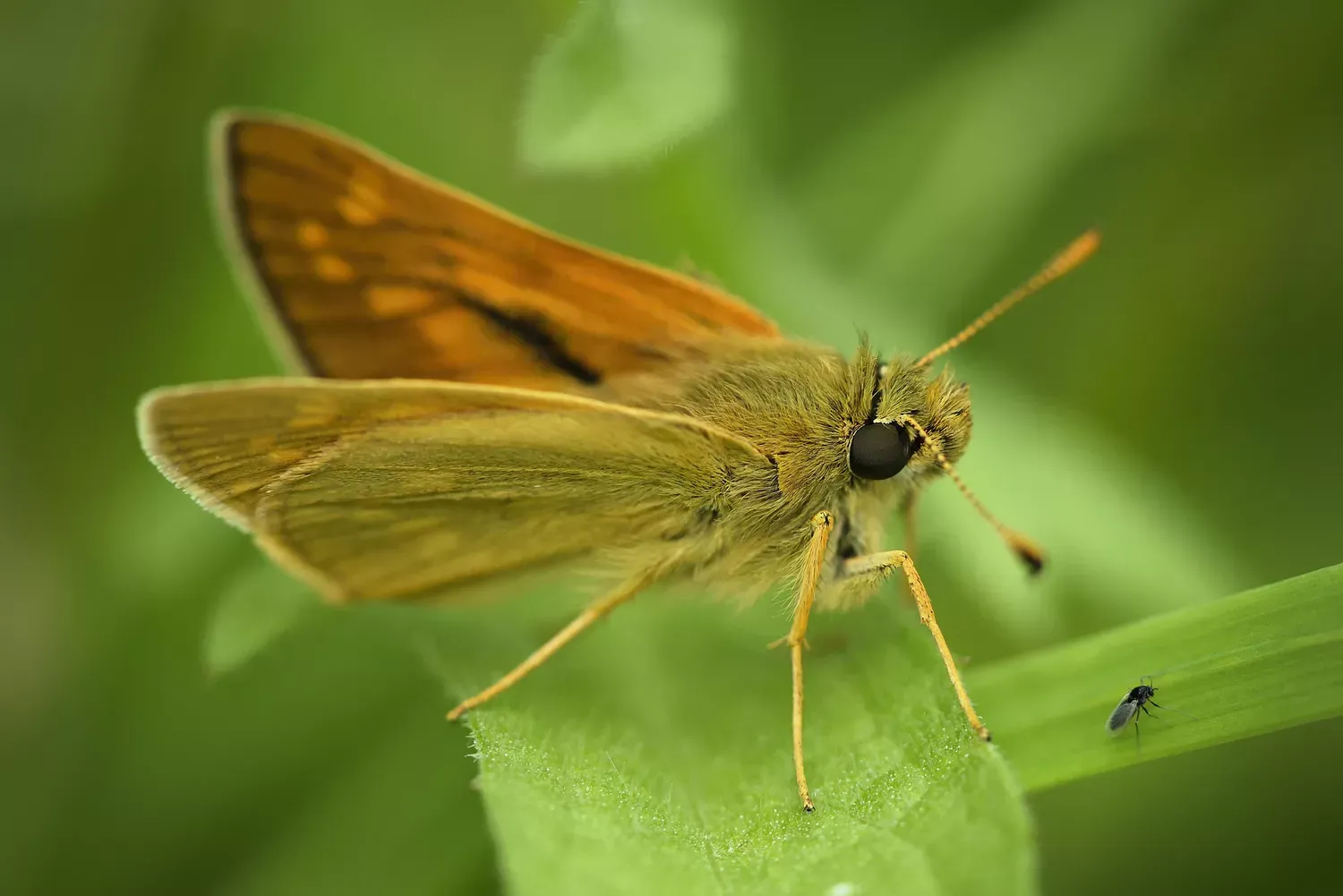 skippers (family hesperiidae) skippers (family hesperiidae)
