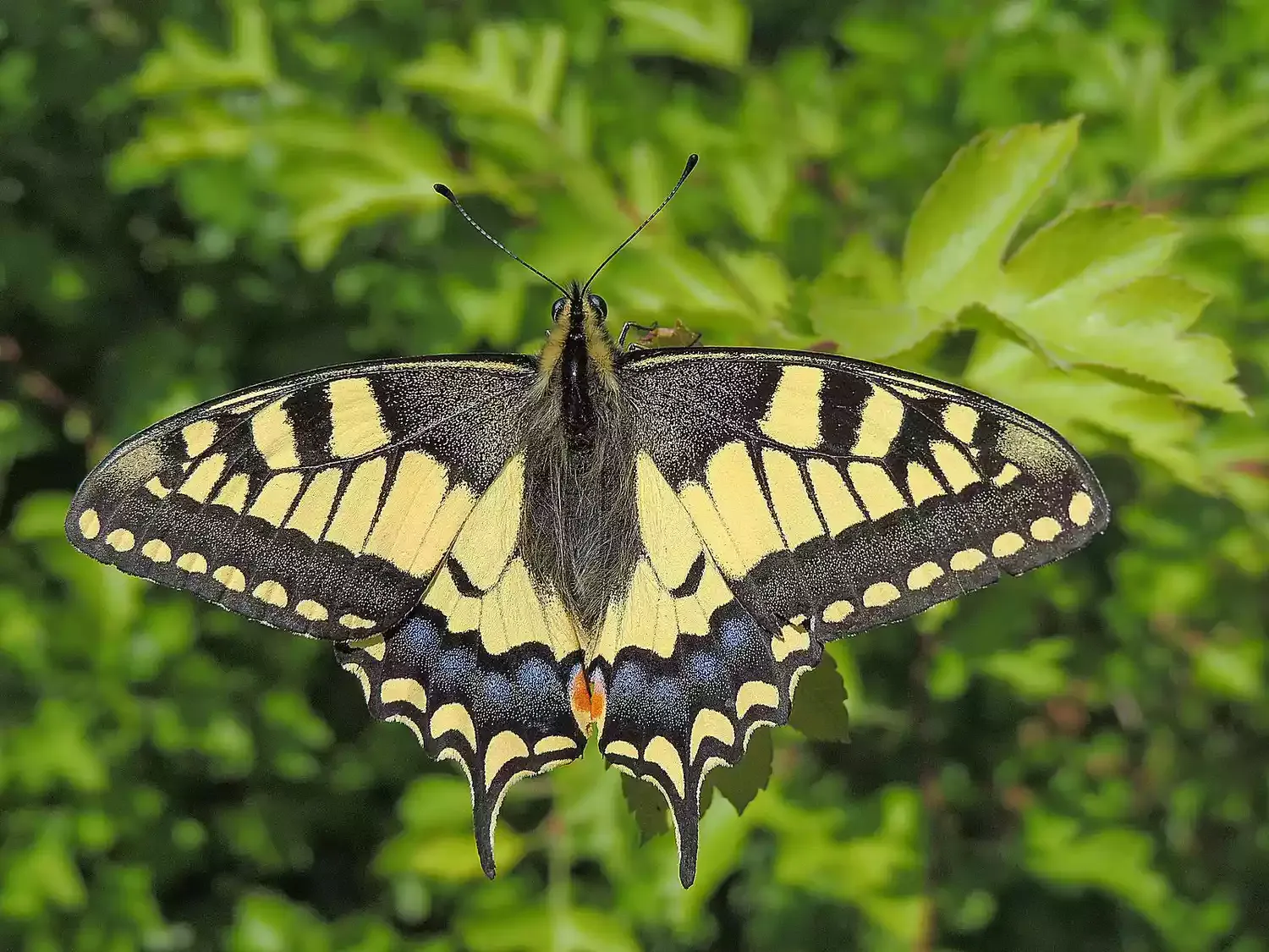 swallowtails (family papilionidae) swallowtails (family papilionidae)
