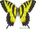 tiger swallowtails