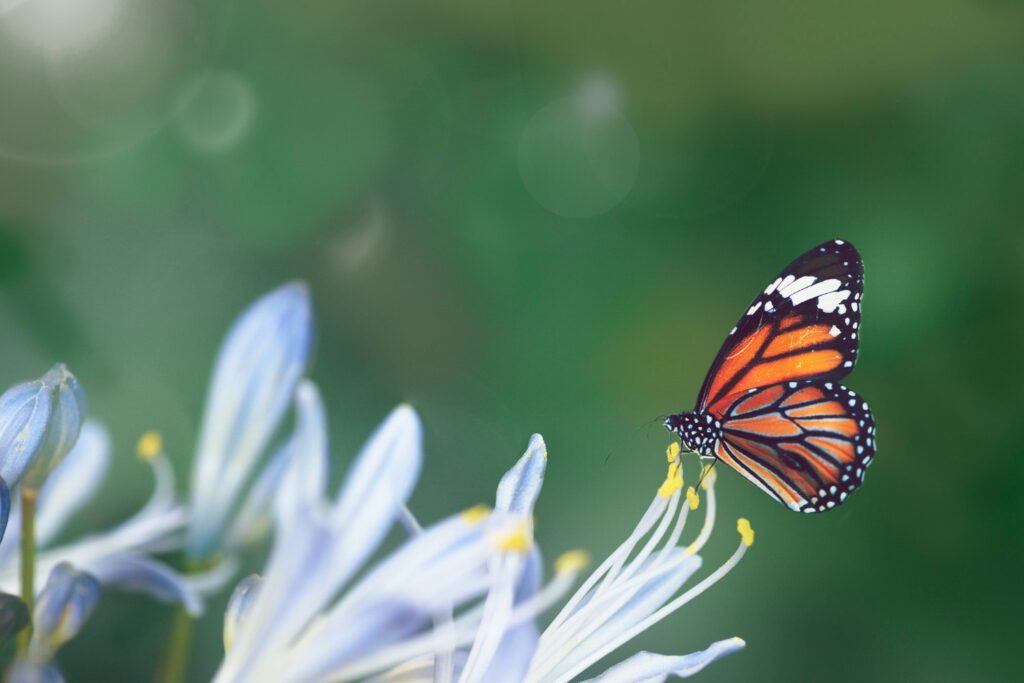 types of butterflies identification, species, habitat and life cycle