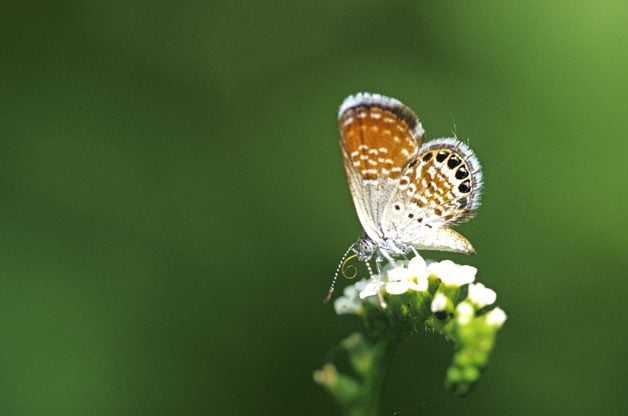 western pygmy blue western pygmy blue