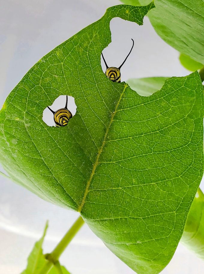 what do butterflies drink besides nectar