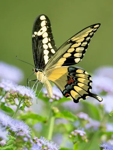 what do butterflies drink besides nectar