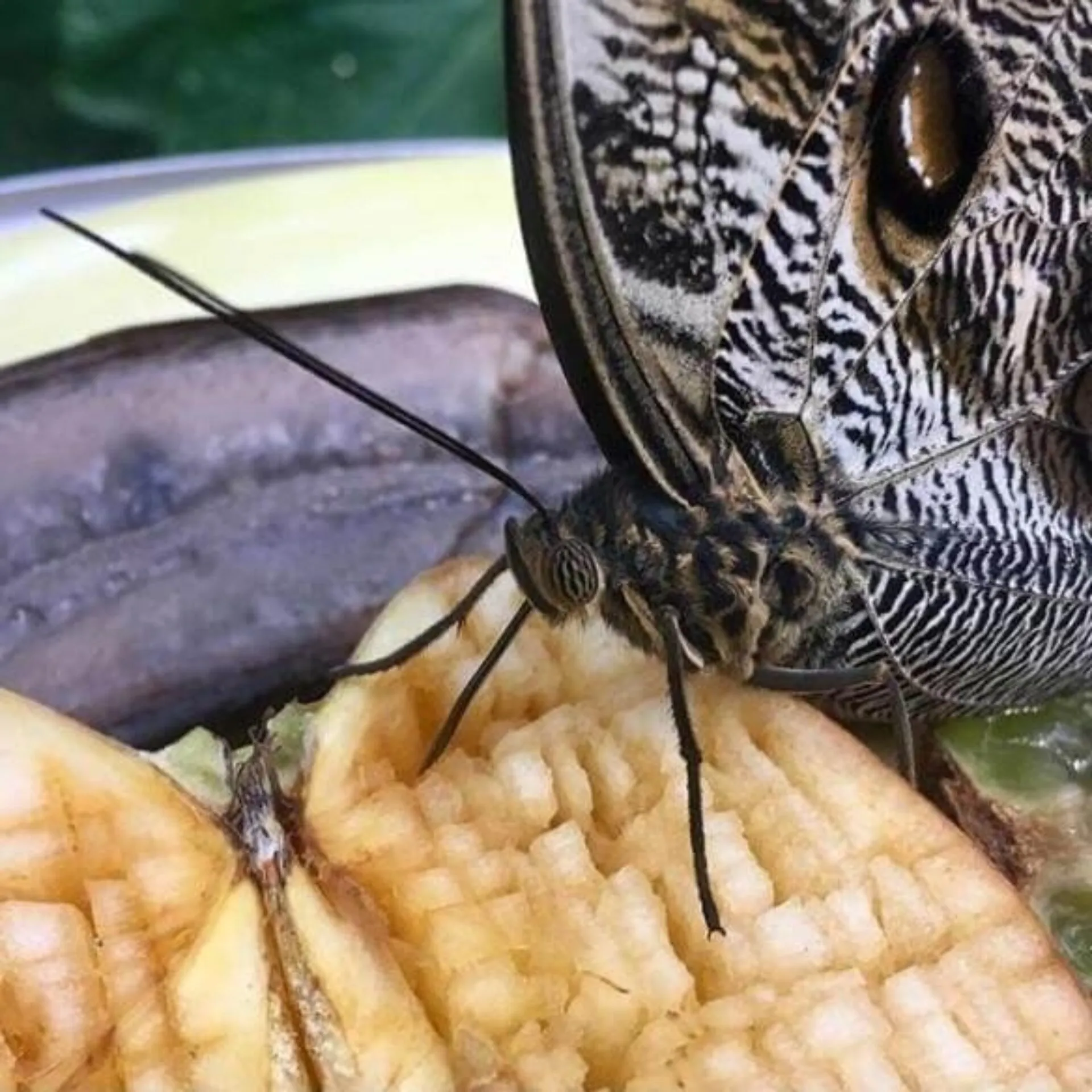 what do butterflies eat (1) what do butterflies eat (1)