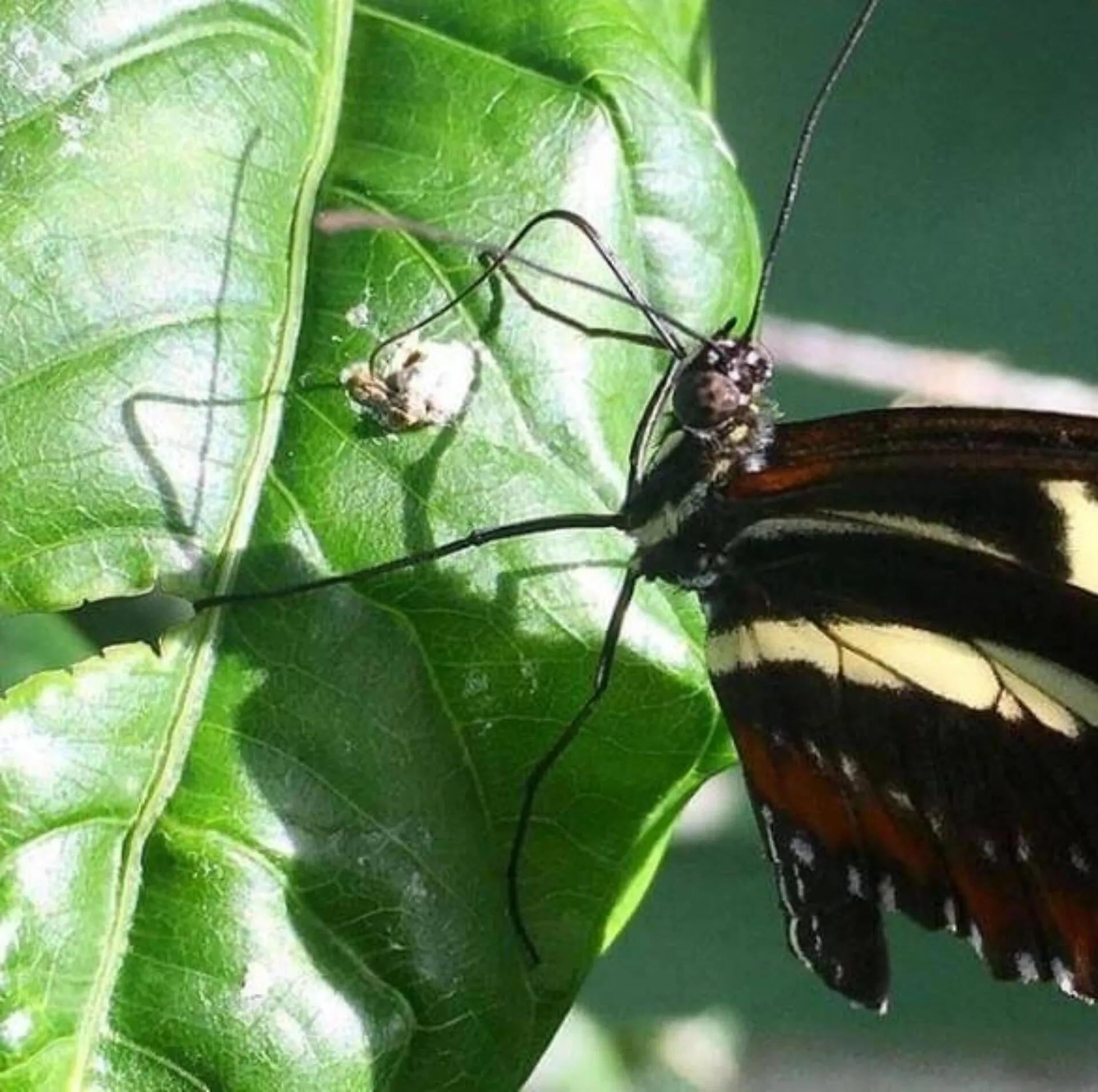 what do butterflies eat (2) what do butterflies eat (2)