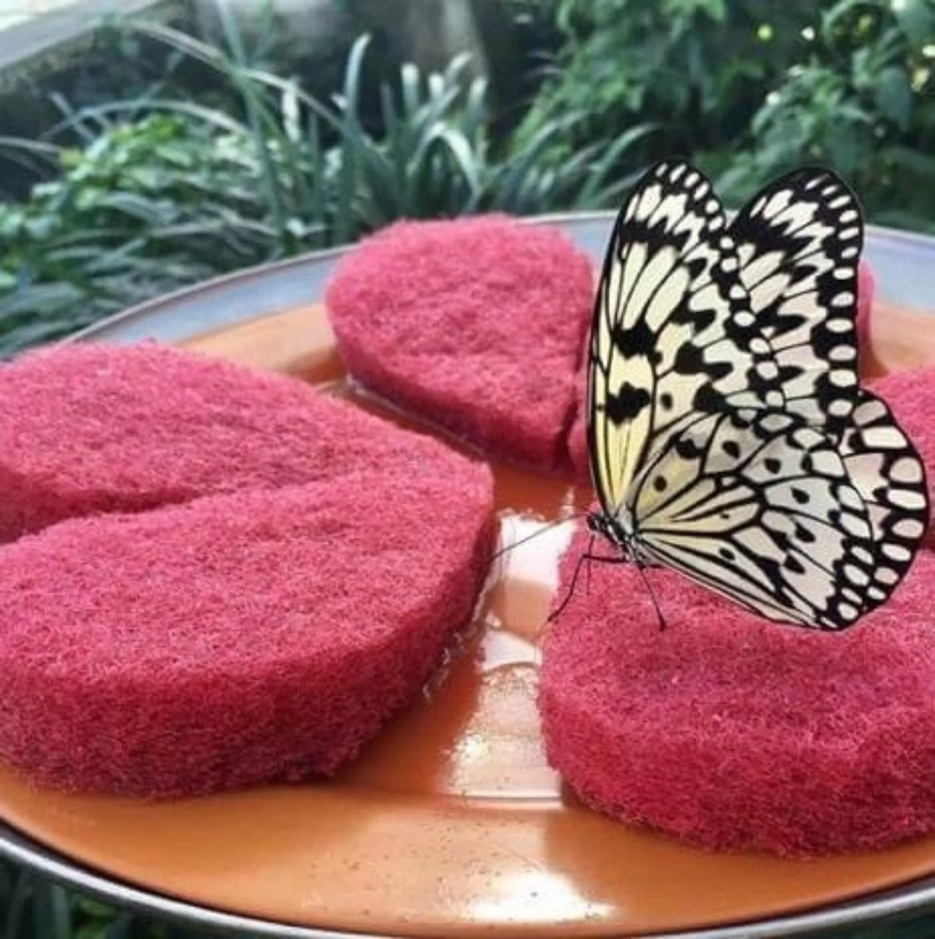 what do butterflies eat (3) what do butterflies eat (3)