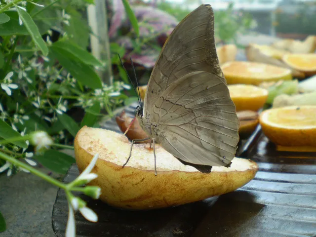 what do butterflies eat (4) what do butterflies eat (4)