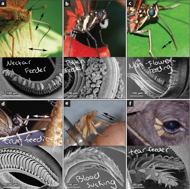 what do butterflies eat (5) what do butterflies eat (5)