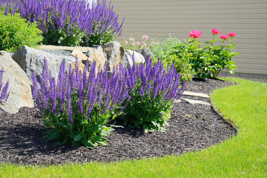 salvia flowers and rock retaining wall at a residential home
