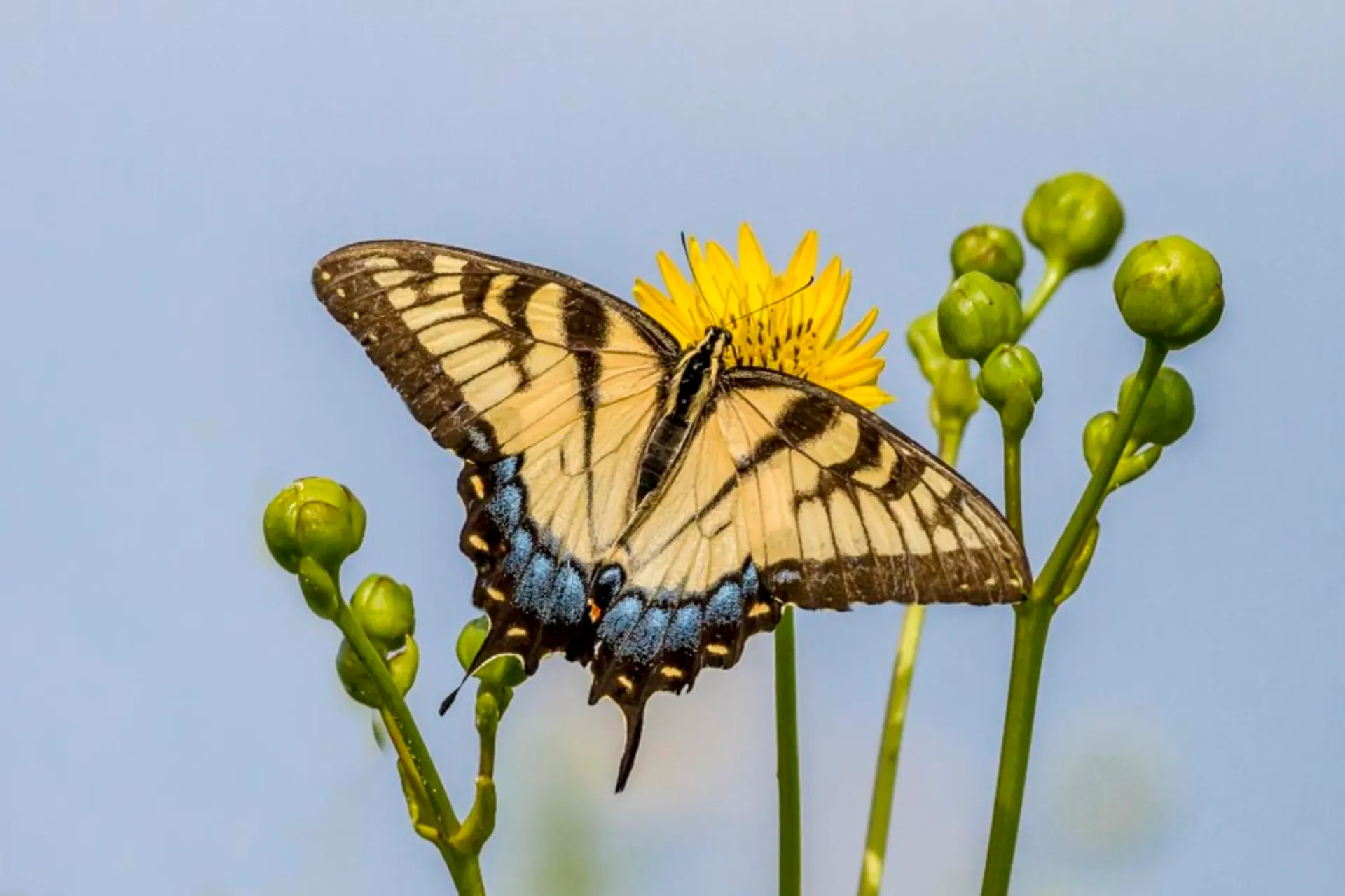 what flowers attract butterflies (1)