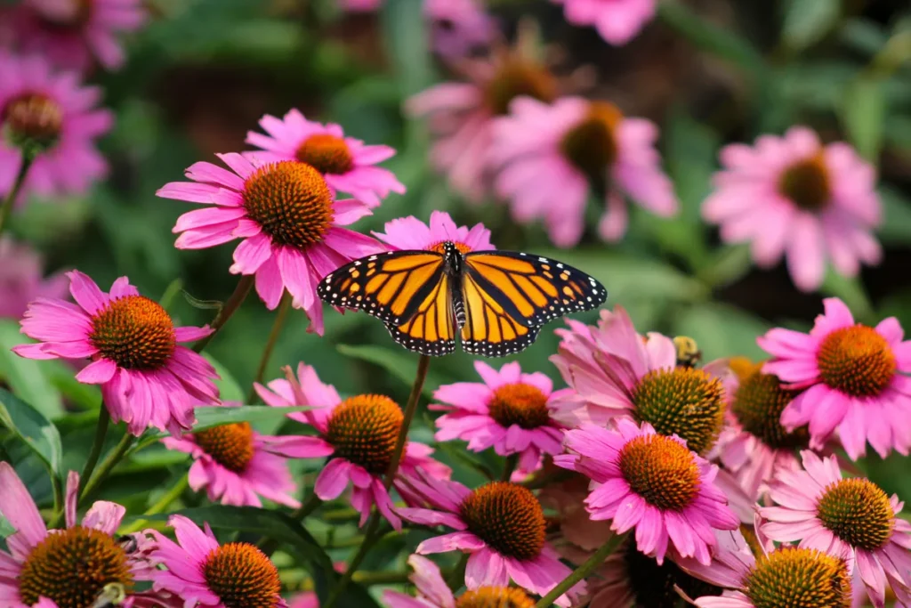 what flowers attract butterflies (10)