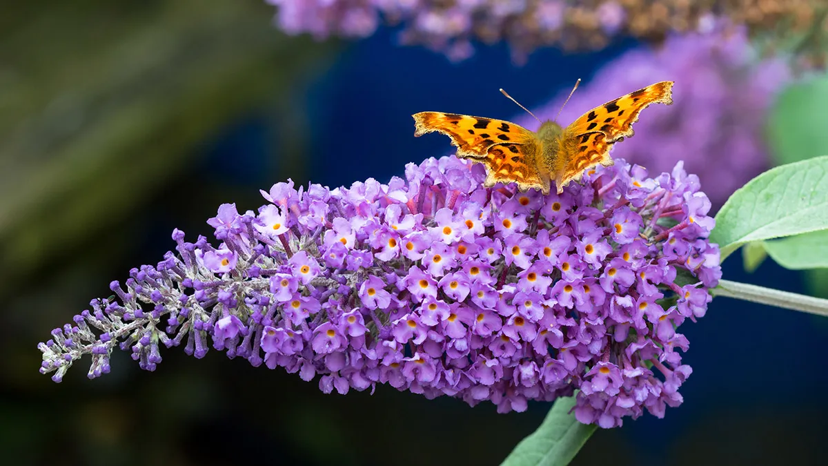 what flowers attract butterflies (15)
