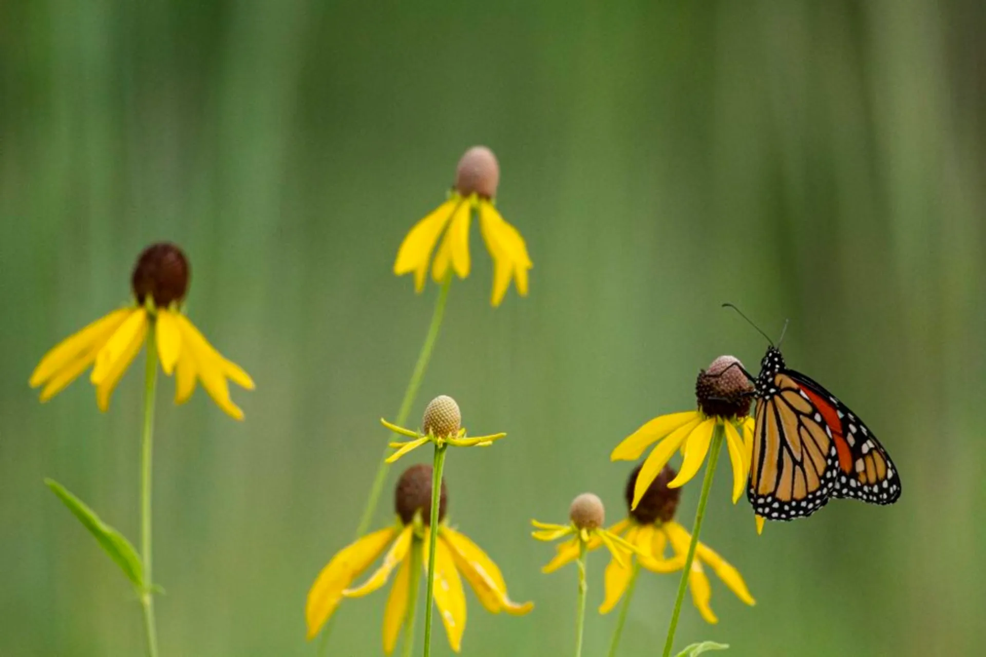what flowers attract butterflies (17)