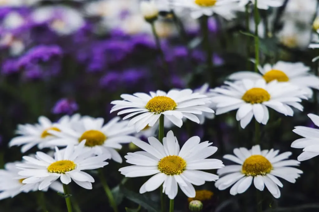 what flowers attract butterflies (3)