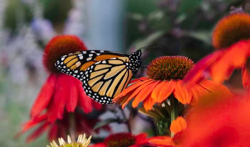 what flowers attract butterflies (4)