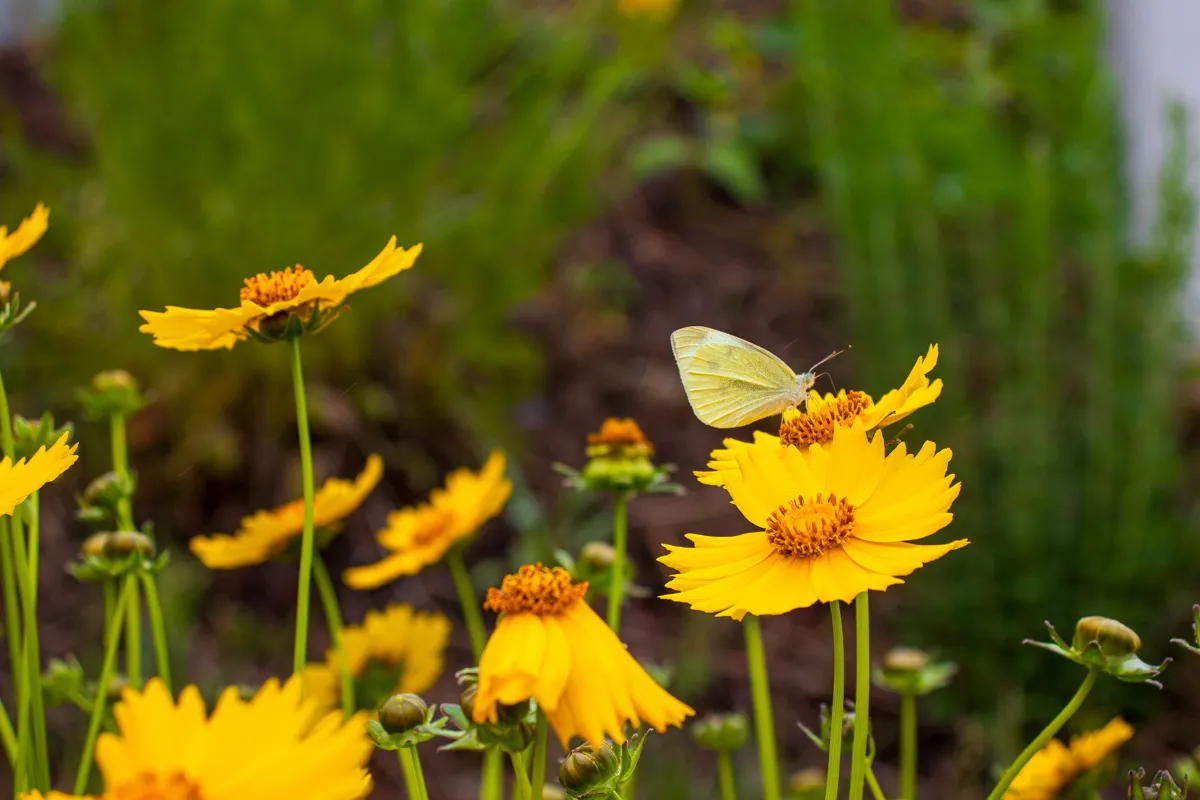 what flowers attract butterflies (6)