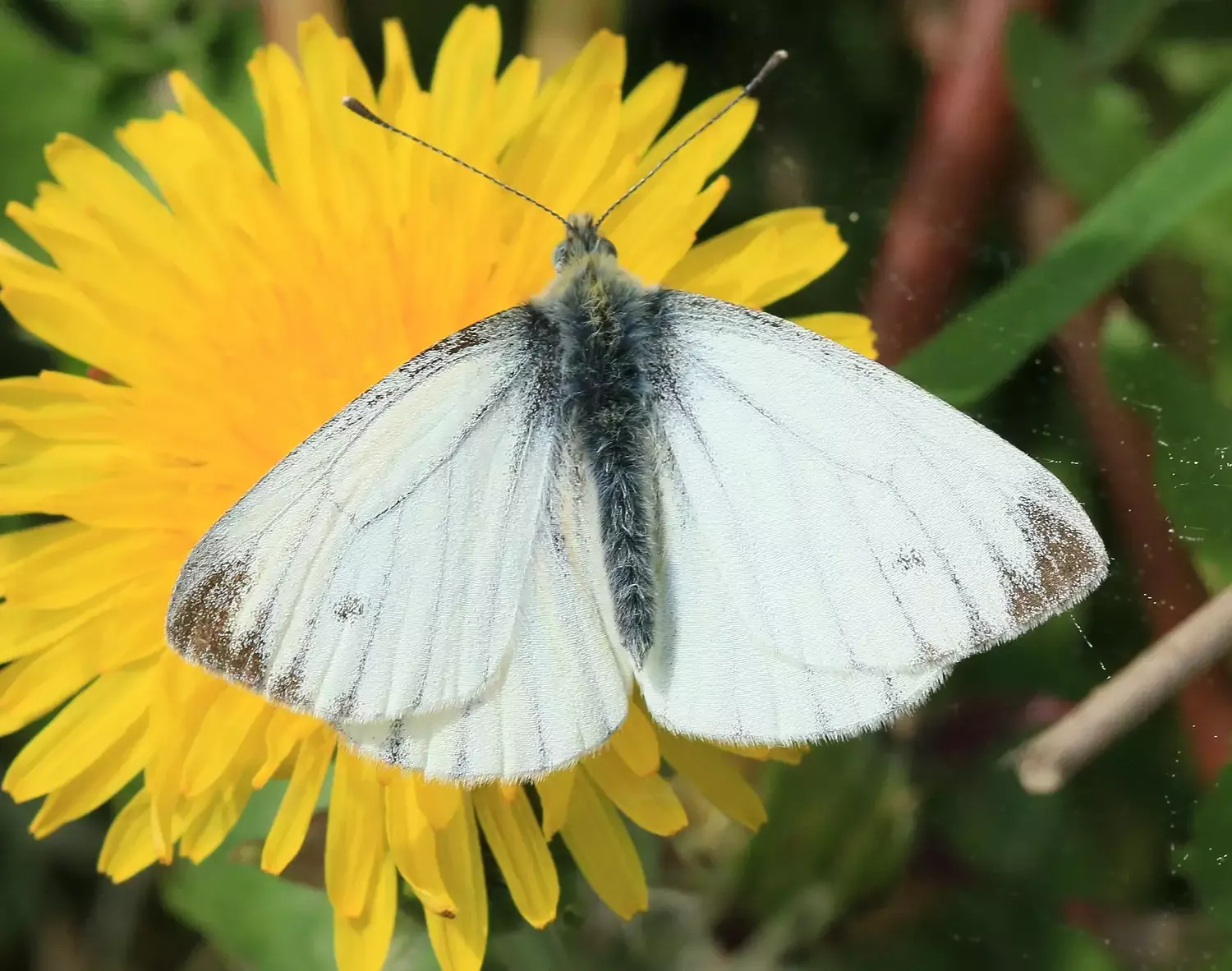 whites and sulphurs (family pieridae) whites and sulphurs (family pieridae)
