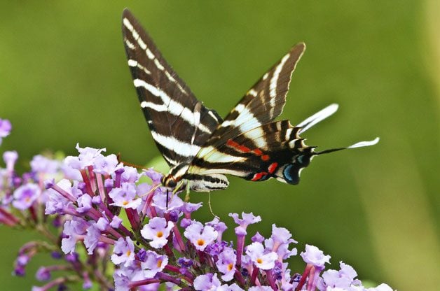zebra swallowtail zebra swallowtail