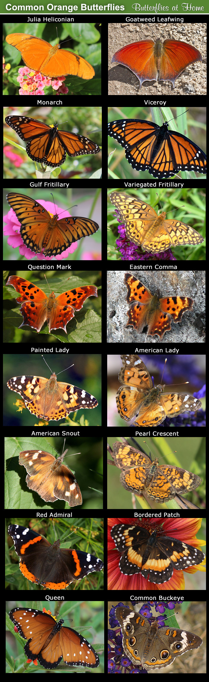 orange and black butterfly identification