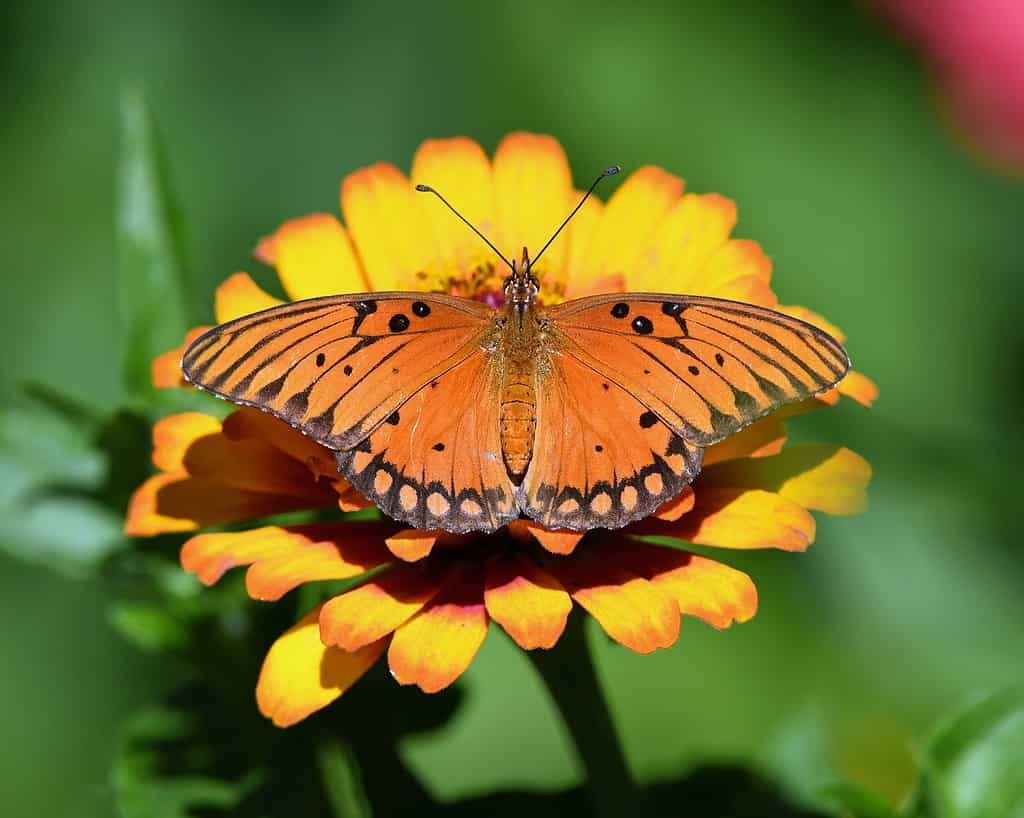 orange and black butterfly identification