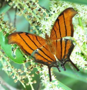 orange and black butterfly identification