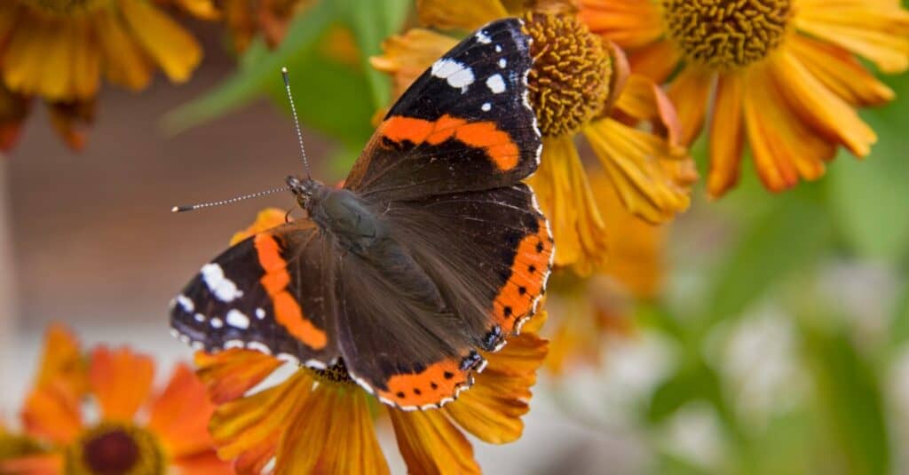 orange and black butterfly identification