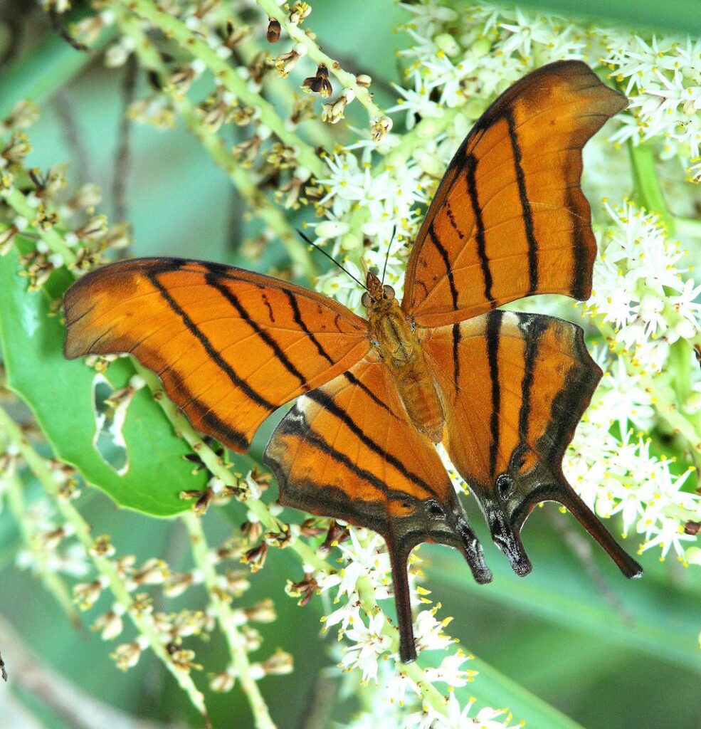 orange and black butterfly identification