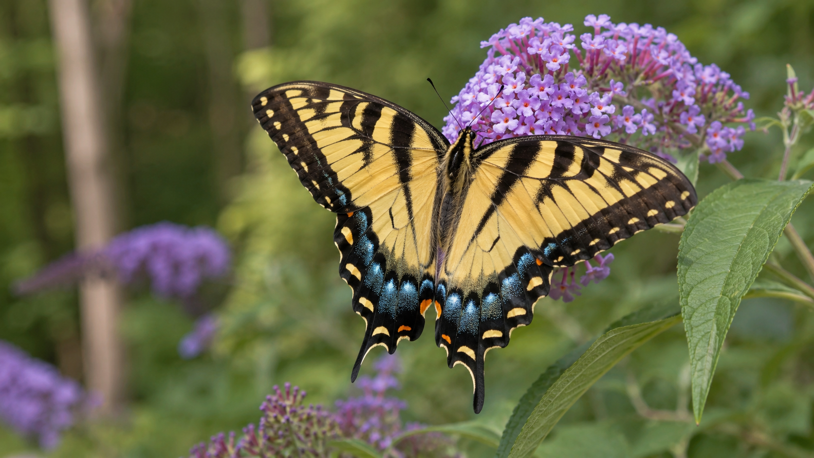 swallowtail butterfly identification swallowtail butterfly identification