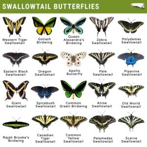 swallowtail butterfly identification