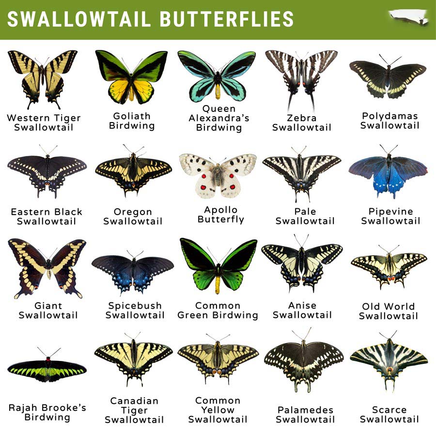 swallowtail butterfly identification