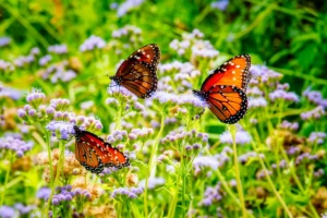 common butterflies in texas