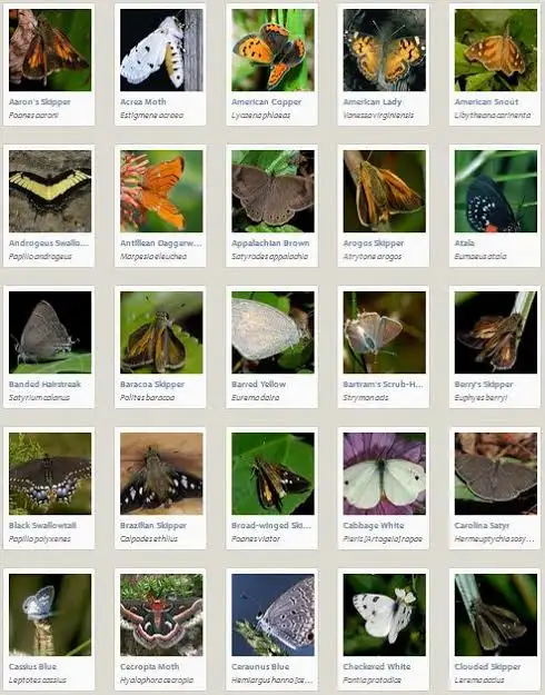 common butterflies in florida identification guide (1)
