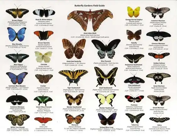 common butterflies in florida identification guide
