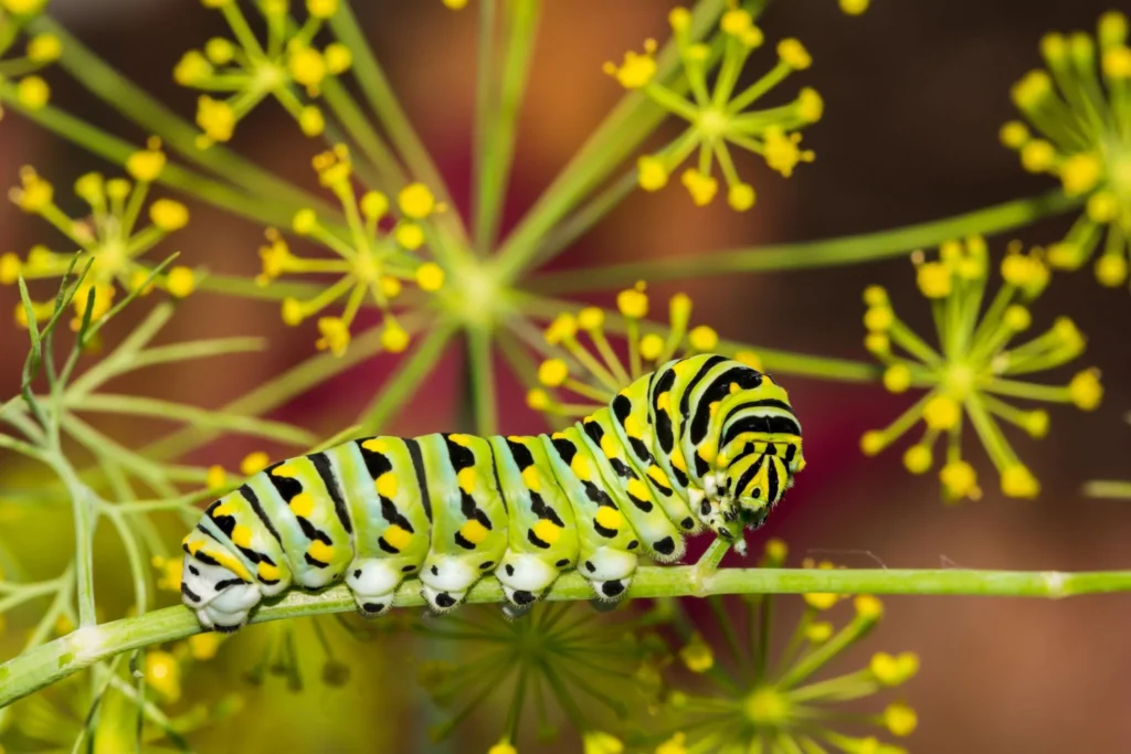 black swallowtail caterpillar id, food & chrysalis