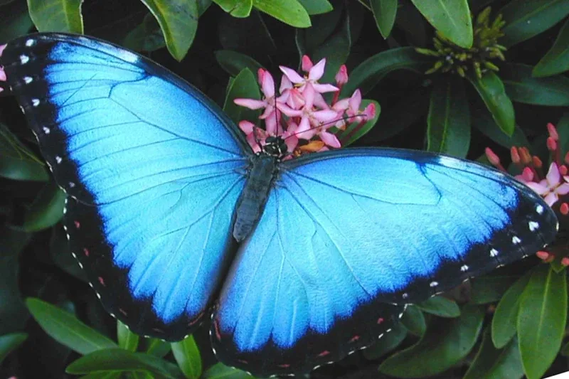 blue morpho butterfly facts, life cycle & why it's blue (1)