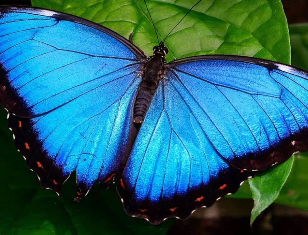 blue morpho butterfly facts, life cycle & why it's blue (2)