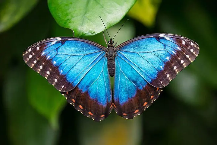 blue morpho butterfly open wings