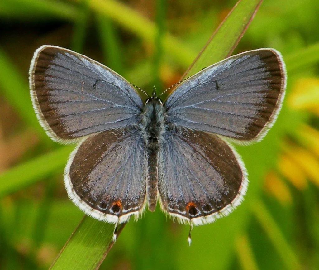 eastern tailed blue female