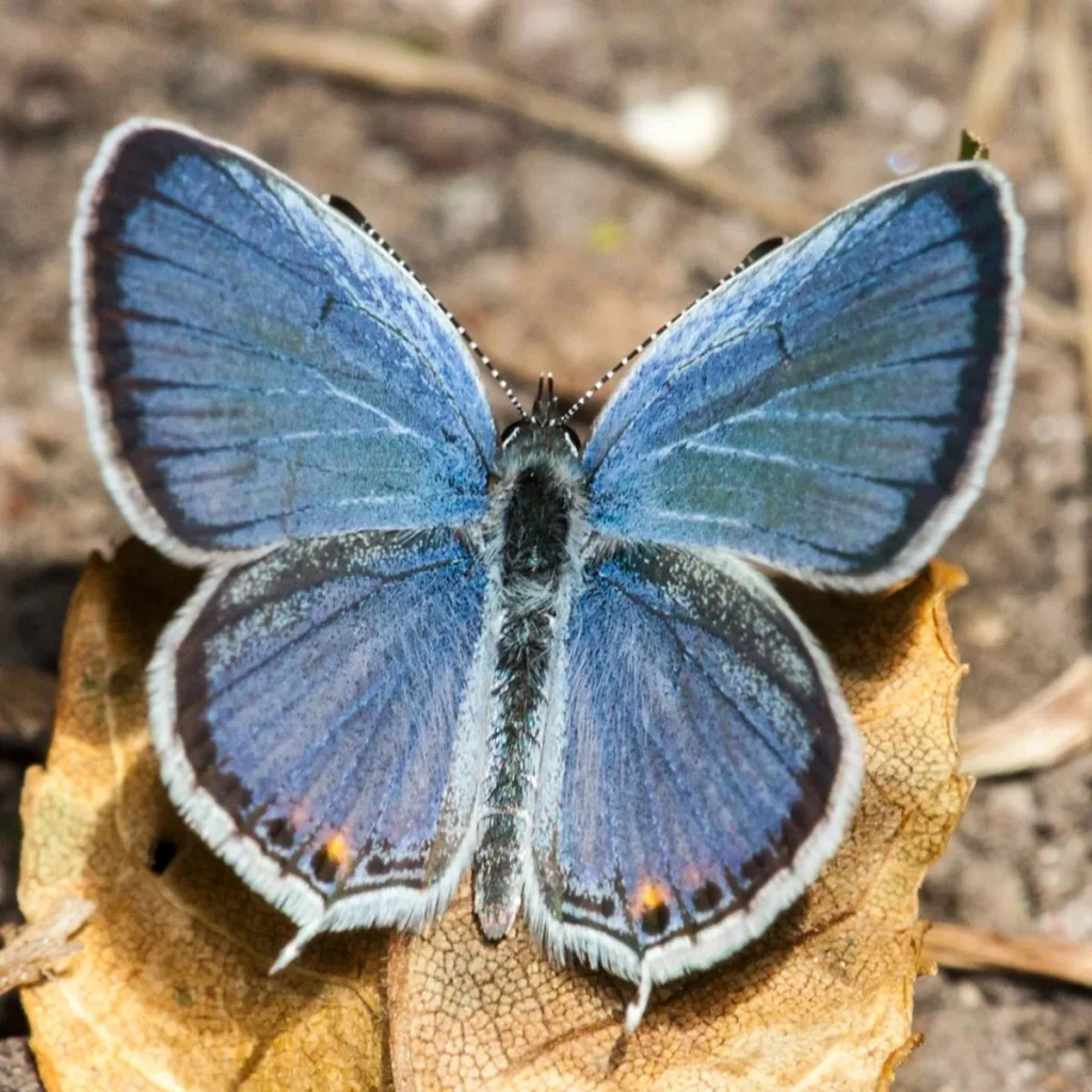 eastern tailed blue male
