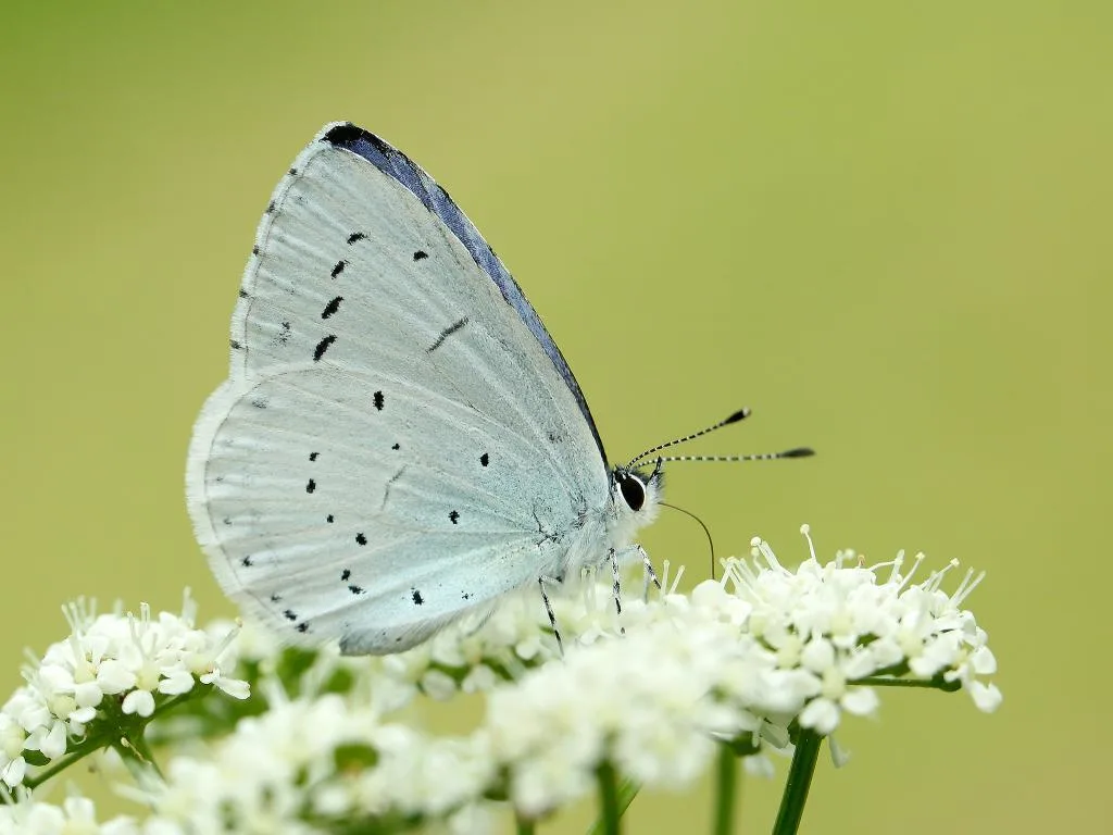 holly blue butterfly underside