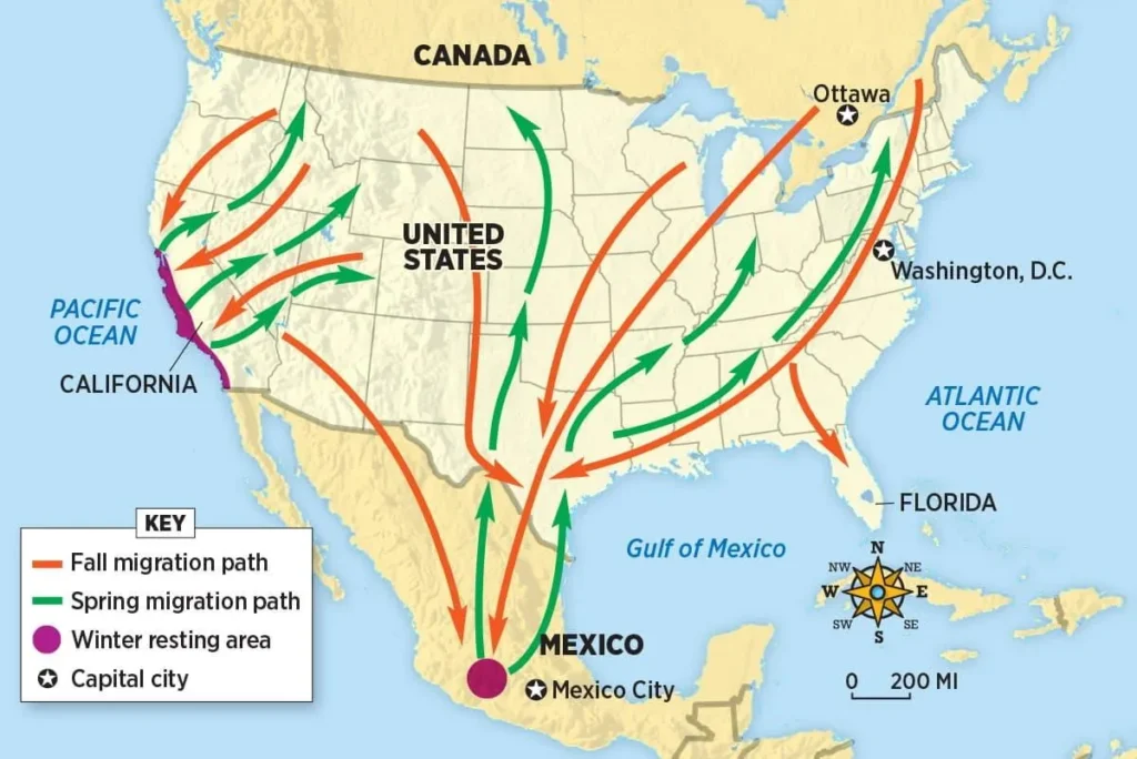 monarch butterfly migration routes, timing & map (1)