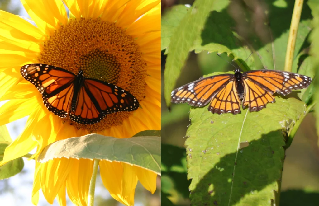 monarch vs viceroy butterfly how to tell them apart (1)