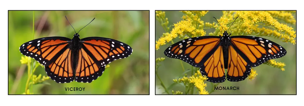 monarch vs viceroy butterfly how to tell them apart (2)